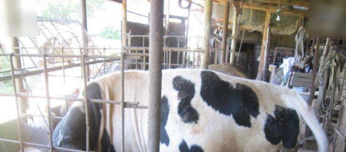 Советы опытных животноводов по выращиванию бычков на мясо Разведение бычков как бизнес с чего начать